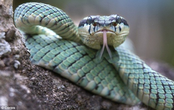 Tổng[-]hợp[-]những[-]khám[-]phá[-]"điên[-]rồ"[-]nhất[-]năm[-]2012[-]10